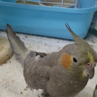 オカメインコ捜しています。保護して頂いた方には謝礼10万円をご用意しております - 妙高市