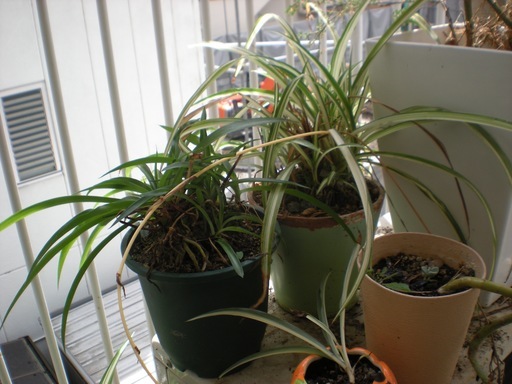交渉可観葉植物オリゾルラン2個 Sooby 袋町のその他の中古あげます 譲ります ジモティーで不用品の処分 交渉可観葉植物オリゾルラン2個 Sooby 袋町のその他の中古あげます 譲ります ジモティーで不用品の処分