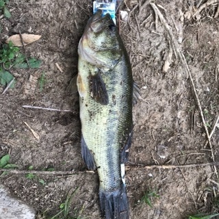 福島県のバス釣り メンバー募集 ジモティー