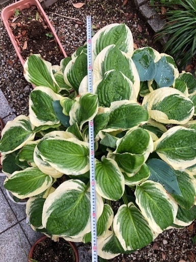 ギボウシの鉢植え /お渡し決定しました。ありがとうございました - その他 