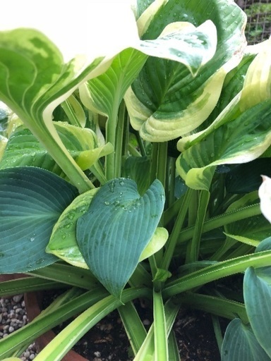 ギボウシの鉢植え /お渡し決定しました。ありがとうございました - その他 