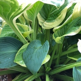 ギボウシの鉢植え /お渡し決定しました。ありがとうございました