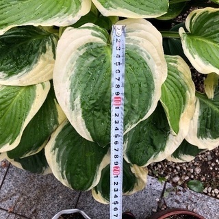 ギボウシの鉢植え /お渡し決定しました。ありがとうございました
