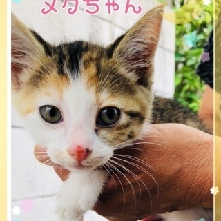 人なつこいメグちゃん