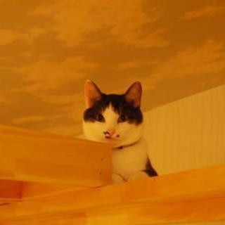 猫のてんてん♂2011年生まれを探しています。の画像
