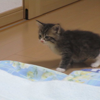 子猫保護しました。 - 里親募集