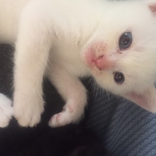 5月1日生まれの子猫 白 オス