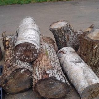 薪　ナラとシラカバの原木　樹齢はナラ樹齢100年　シラカバは40年程度
