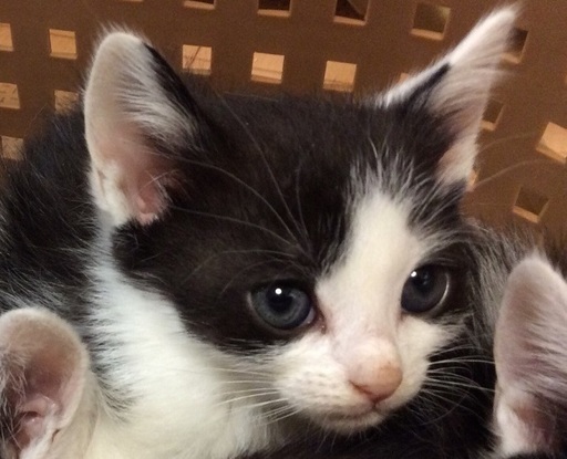 八割れ4兄弟 ねこネットあま あまの猫の里親募集 ジモティー 八割れ4兄弟 ねこネットあま あまの猫の里親募集 ジモティー