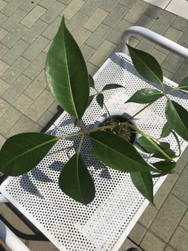 幸福を呼ぶ木 ツピダンサス 観葉植物残り少し 花遊瑞花 ナックル 鴻巣のその他の中古あげます 譲ります ジモティーで不用品の処分 幸福を呼ぶ木 ツピダンサス 観葉植物残り少し 花遊瑞花 ナックル 鴻巣のその他の中古あげます 譲ります ジモティーで不用品の処分