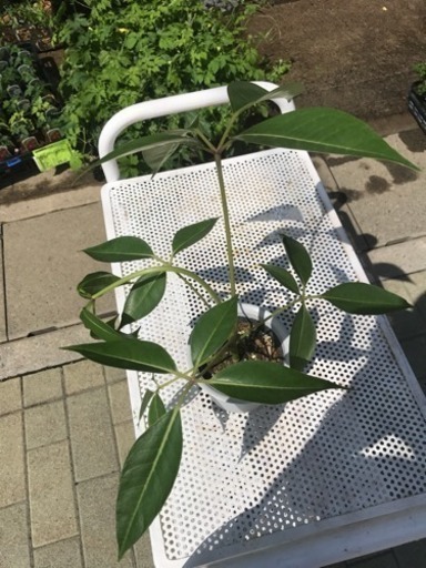 幸福を呼ぶ木 ツピダンサス 観葉植物残り少し 花遊瑞花 ナックル 鴻巣のその他の中古あげます 譲ります ジモティーで不用品の処分 幸福を呼ぶ木 ツピダンサス 観葉植物残り少し 花遊瑞花 ナックル 鴻巣のその他の中古あげます 譲ります ジモティーで不用品の処分