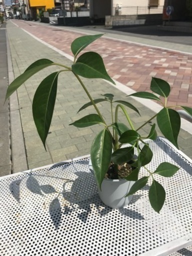 幸福を呼ぶ木 ツピダンサス 観葉植物残り少し 花遊瑞花 ナックル 鴻巣のその他の中古あげます 譲ります ジモティーで不用品の処分 幸福を呼ぶ木 ツピダンサス 観葉植物残り少し 花遊瑞花 ナックル 鴻巣のその他の中古あげます 譲ります ジモティーで不用品の処分
