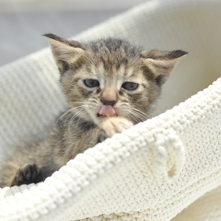 野良猫の子　キジトラ　生後1ヶ月くらい　たぶんメス