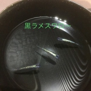 メダカの有精卵 10個＋α