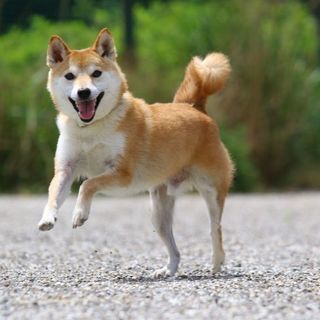 犬友達募集の画像