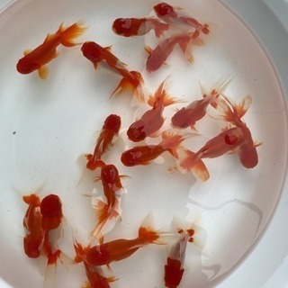 中古オランダシシガシラが無料 格安で買える ジモティー