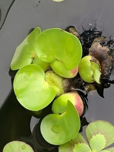 値下げ ホテイアオイ メダカの卵ついているかも ラブくん 水沢のその他の中古あげます 譲ります ジモティーで不用品の処分 値下げ ホテイアオイ メダカの卵ついているかも ラブくん 水沢のその他の中古あげます 譲ります ジモティーで不用品の処分