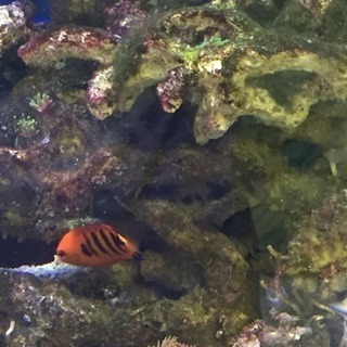 海水魚(神戸市内引き取り限定)
