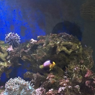 海水魚(神戸市内引き取り限定)
