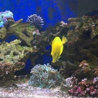 海水魚(神戸市内引き取り限定)