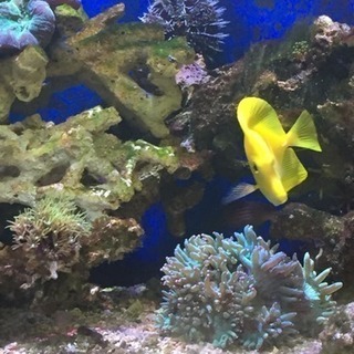 海水魚(神戸市内引き取り限定)