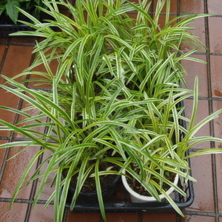 ヤブラン　藪蘭　　５号　６鉢で　グランドカバー　植栽　お庭造り