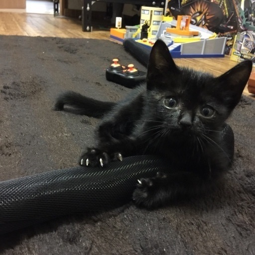 子猫の里親募集 迷いあざらし 宮崎の猫の里親募集 ジモティー 子猫の里親募集 迷いあざらし 宮崎の猫の里親募集 ジモティー