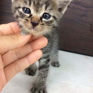 丸顔で困り顔の男の子です♂