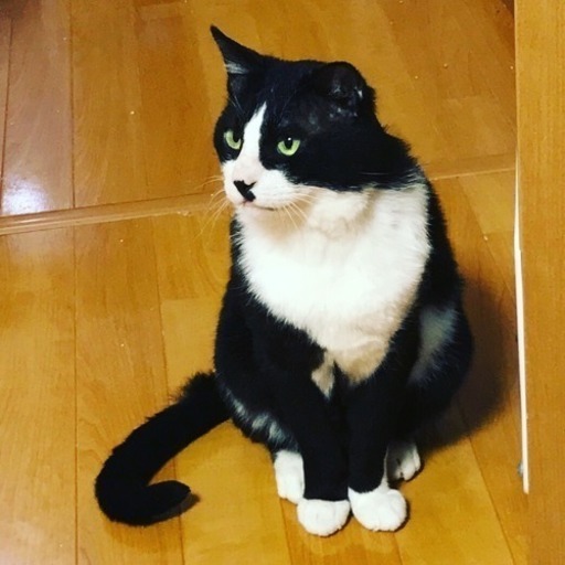猫エイズのキャリアの元男子です。 (黒酢ママ) 門戸厄神の猫の里親募集 