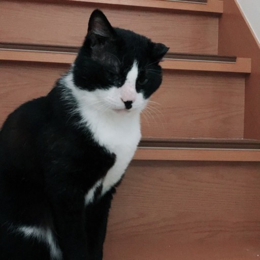 猫エイズのキャリアの元男子です。 (黒酢ママ) 門戸厄神の猫の里親募集 