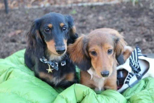 カニンヘンダックスの赤ちゃん あきんこ 川口のその他の里親募集 ジモティー