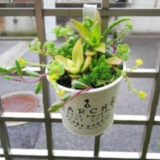 多肉植物 吊りバケツ鉢