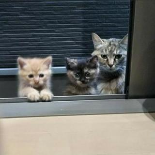愛知県 一宮市の子猫｜里親募集｜ジモティー