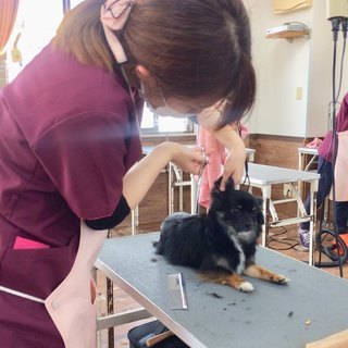 新コースで始めよう♪日曜フリータイム制トリミング取得コース生徒募集！神戸愛犬美容専門学院 - 姫路市