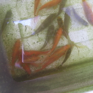 宮城県魚取沼系　鉄魚　昨年5月生まれ　７㎝前後　価格は1匹の値段です