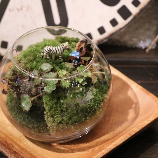 癒し体験 ミニ苔リウム ミニ苔盆栽作り Hana G 門真南のその他の生徒募集 教室 スクールの広告掲示板 ジモティー