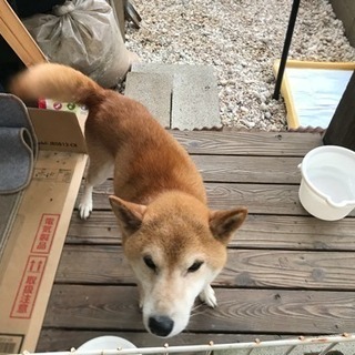 迷子犬  柴犬  オス  推定10歳  保護しました