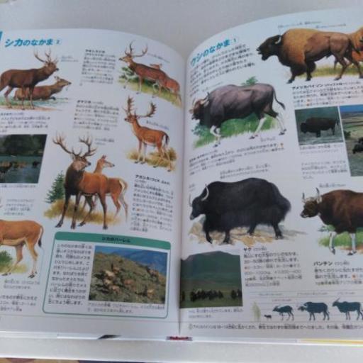 小学館の図鑑neo動物 Tomi 名古屋の語学 辞書の中古あげます 譲ります ジモティーで不用品の処分 小学館の図鑑neo動物 Tomi 名古屋の語学 辞書の中古あげます 譲ります ジモティーで不用品の処分