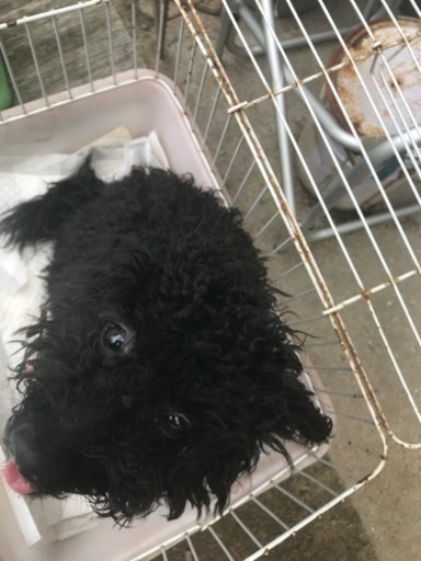 里親が決まりました プードル系ミックス犬 モフモフ 三木の犬の里親募集 ジモティー