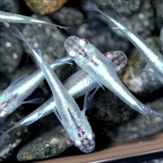 5,500円OFF🔴🔷青幹之スーパー🔴🔷３０匹セット