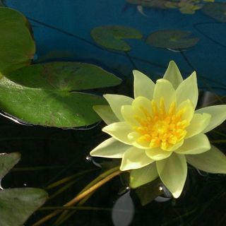 5,500円OFF🔴🔷青幹之スーパー🔴🔷３０匹セット