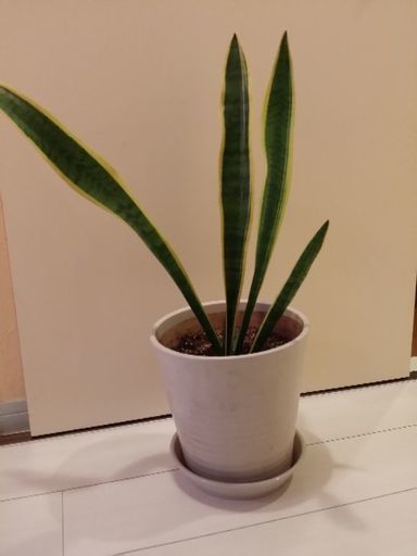 観葉植物サルベニア Maho 渋谷のその他の中古あげます 譲ります ジモティーで不用品の処分