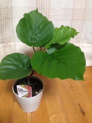 ウンベラータ 鉢植え パピけんけん 新宿のその他の中古あげます 譲ります ジモティーで不用品の処分 ウンベラータ 鉢植え パピけんけん 新宿のその他の中古あげます 譲ります ジモティーで不用品の処分