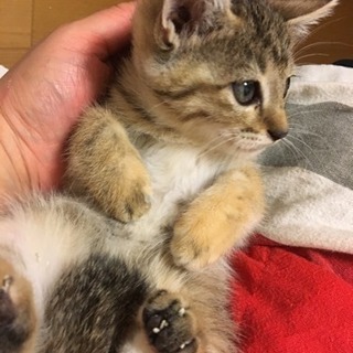 2ヶ月メス猫ちゃん - 銚子市