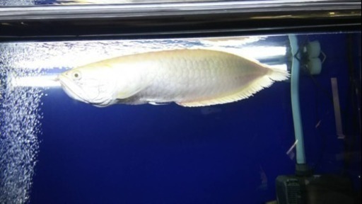 プラチナアルビノシルバーアロワナ 38㎝±