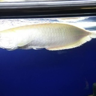 アルビノプラチナシルバーアロワナ 55センチ 熱帯魚 水槽
