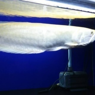 アルビノプラチナシルバーアロワナ オファー 55センチ 熱帯魚 水槽 