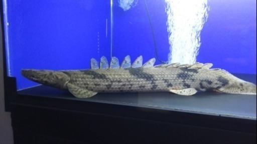 ギニア ニジェール川 エンドリケリー 熱帯魚 水槽