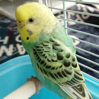 迷子のセキセイインコを探してます‼️