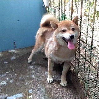 埼玉県の柴犬の里親募集 ジモティー